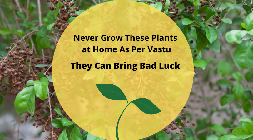 bad-luck-plants-never-grow-these-plants-at-home-as-per-vastu