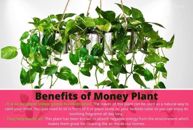advantages Money Plant