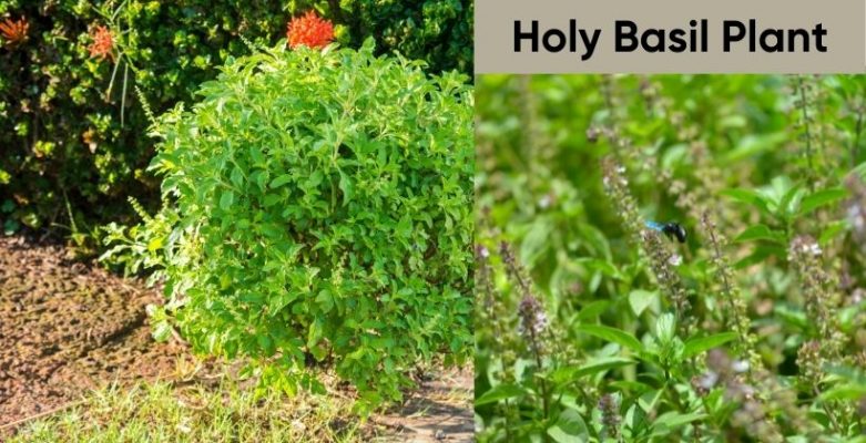 Holy Basil Plant 