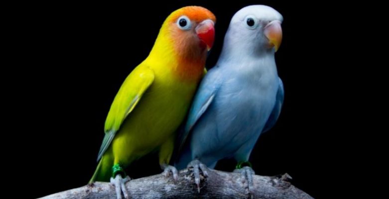 Vastu guidelines for caring for pets and birds in the home