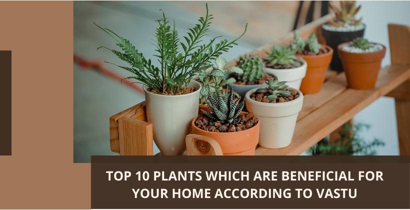 Beneficial For Your Home According To Vastu