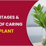 Advantages & Advice of Caring ZZ Plant